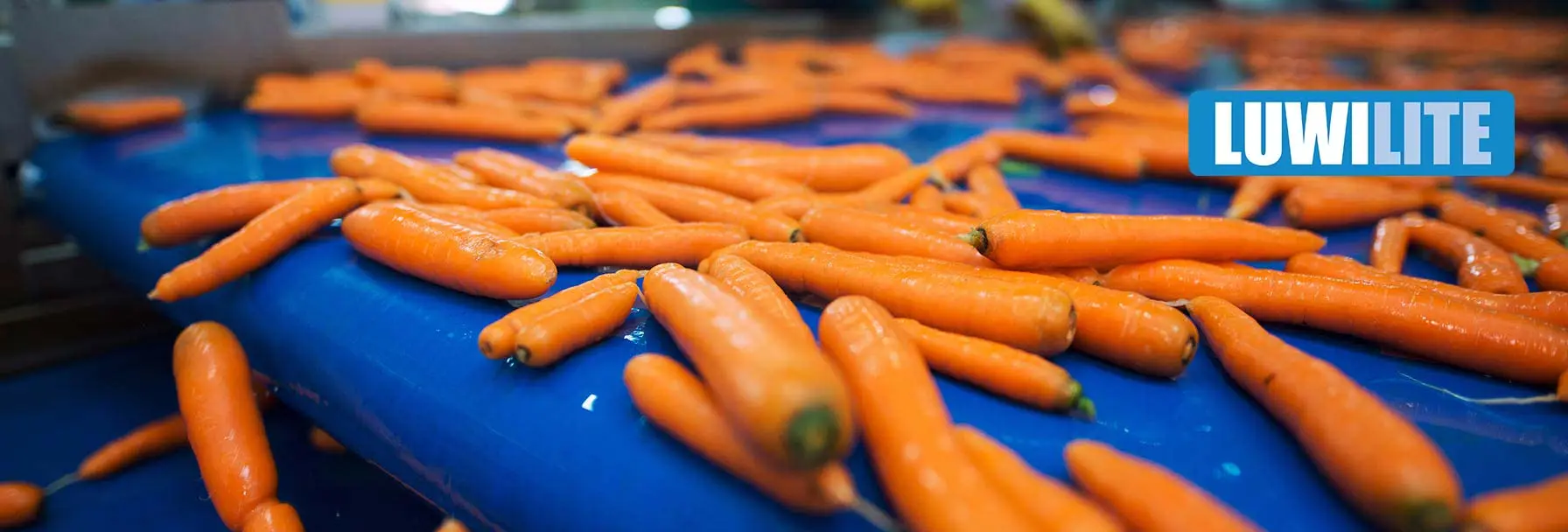 Kunststofftransportbänder WPC carrots transported on PVC conveyor belt